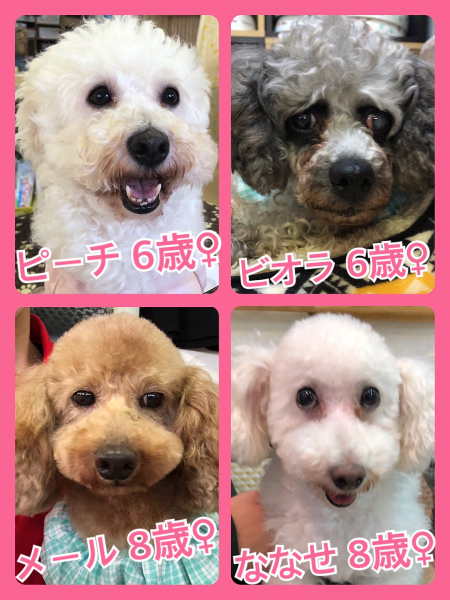 🐾今日の里親様募集中ワンコ🐶メンバーです🐾2020,4,24